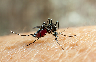 dengue-main-image