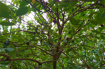 Demata-1000x656-1 herbal