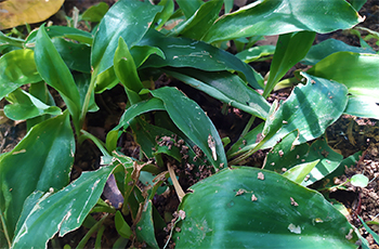 Inguru-Piyali herbal