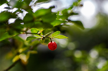 Kasthuri-Deh herbal plant