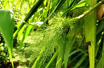 Kuru Thana