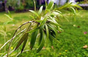 Lothsubula