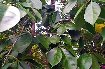 Lunuwarana