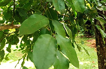 Pamburu